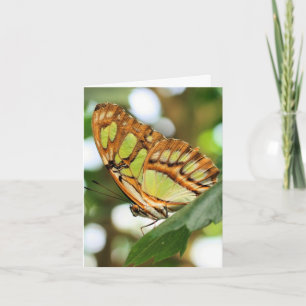 Schmetterlingsbeobachtung Naturfotografie Notiz Karte