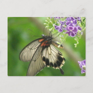 Schmetterlingsbestäubung Postkarte