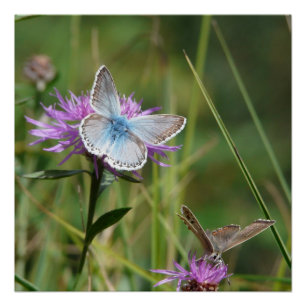 Schmetterlingsblüten Blume blühen Liebe Zerstörung Poster