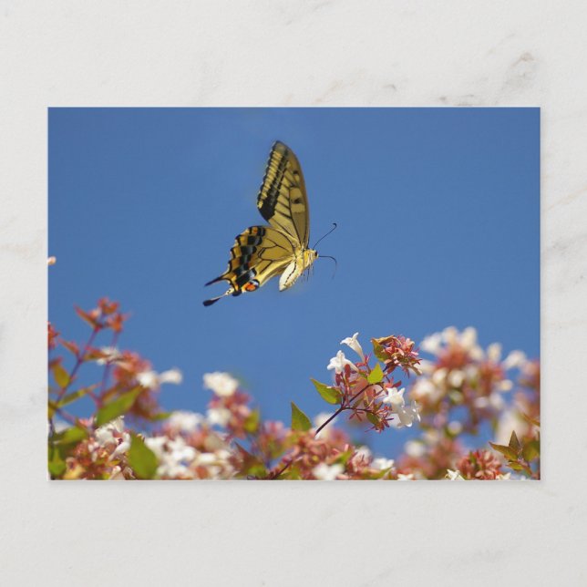 Schmetterlingsflattern Postkarte (Vorderseite)