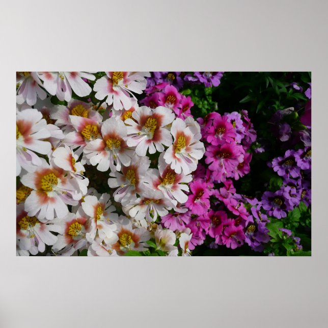 Schmetterlingsfliege Blume Weißrosa und Lila Poster (Vorne)