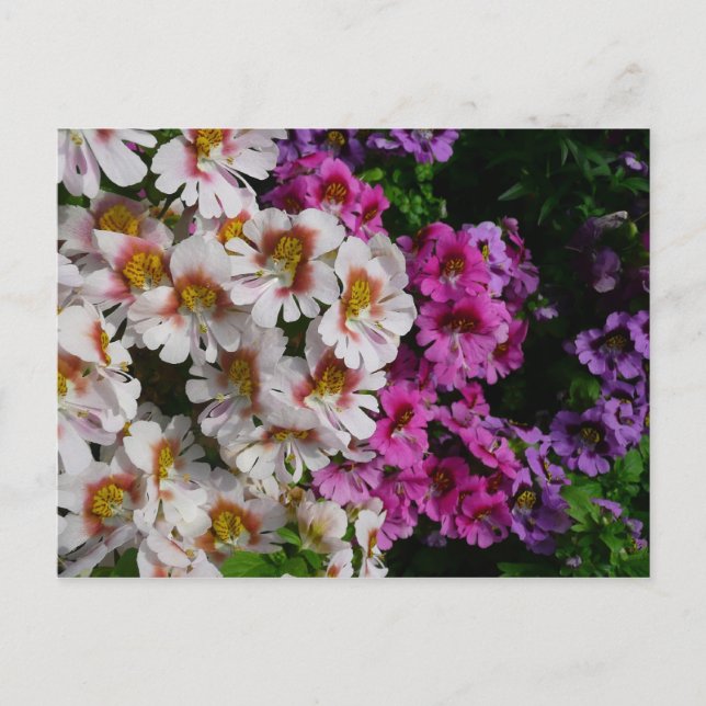 Schmetterlingsfliege Blume Weißrosa und Lila Postkarte (Vorderseite)