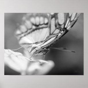 Schmetterlingsfoto Natur Schwarz-Weiß Poster
