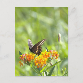 Schmetterlingsfoto Postkarte