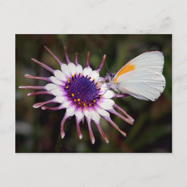 Schmetterlingsgeschenke Postkarte (Vorderseite)