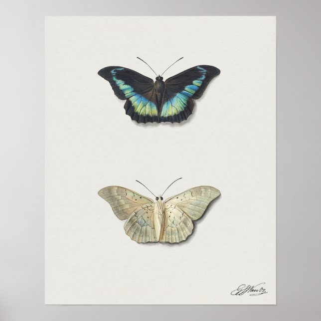 Schmetterlingsillustration Poster (Vorne)