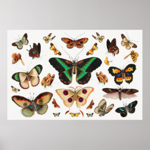 Schmetterlingsillustration Poster