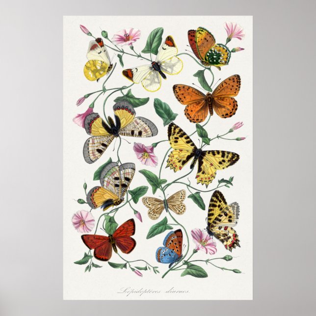 Schmetterlingsillustrationsposter Poster (Vorne)