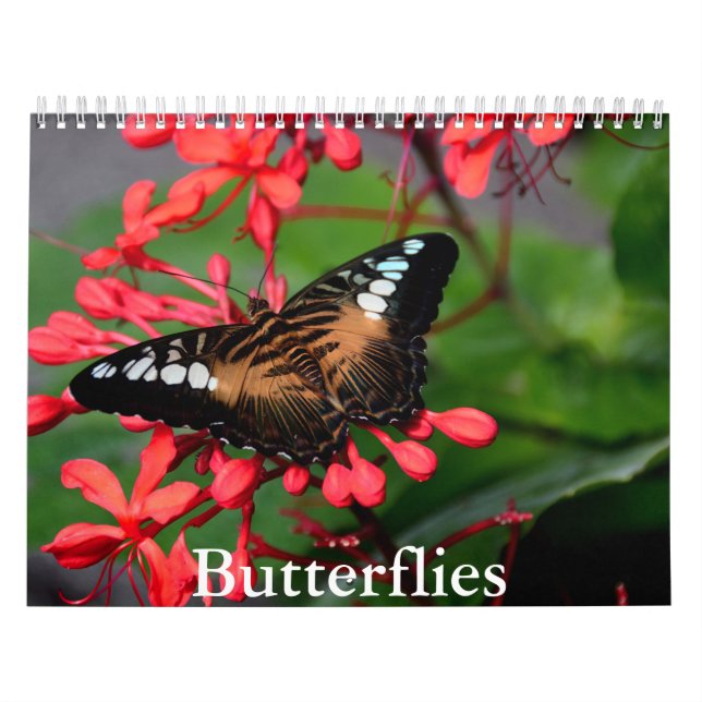 Schmetterlingskalender Kalender (Titelbild)
