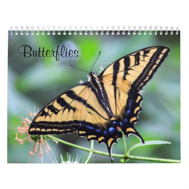 Schmetterlingskalender Kalender (Titelbild)