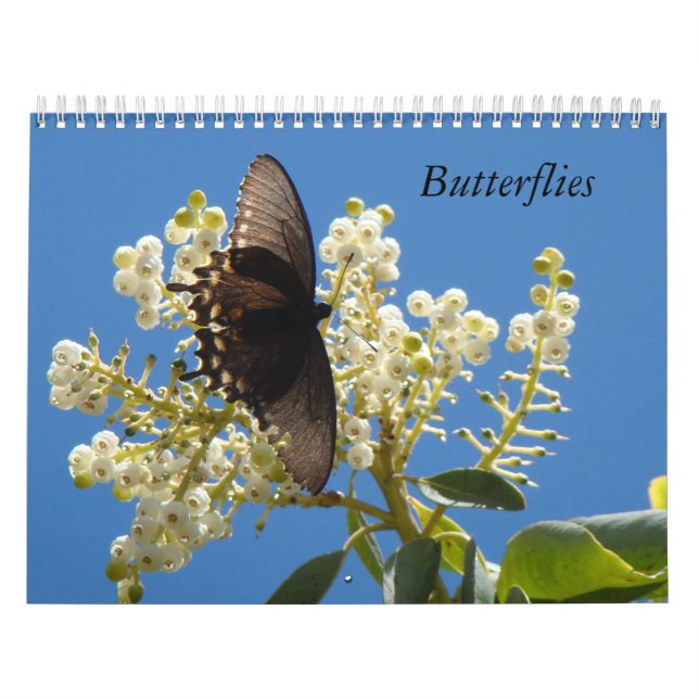 Schmetterlingskalender Kalender (Titelbild)