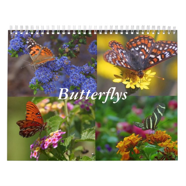 Schmetterlingskalender Kalender (Titelbild)
