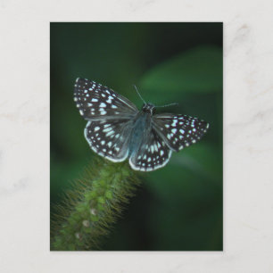 Schmetterlingskarte des Schmetterlings Postkarte