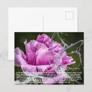 Schmetterlingskarte Feiertagspostkarte