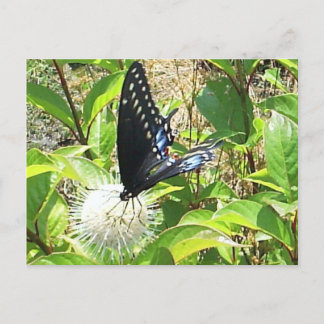 Schmetterlingskarte Postkarte