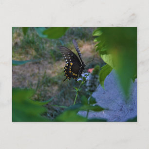 Schmetterlingskarte Postkarte