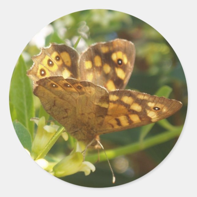 Schmetterlingskleber Runder Aufkleber (Vorderseite)