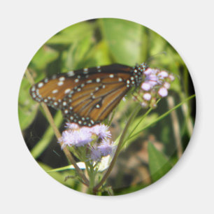 Schmetterlingsländer auf einer Blume Magnet