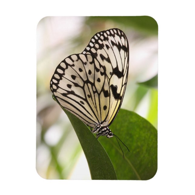 Schmetterlingsmagnet Magnet (Vertikal)