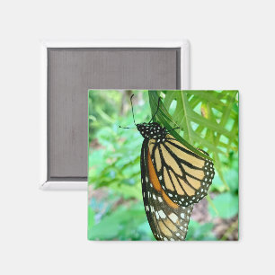 Schmetterlingsmagnet Magnet