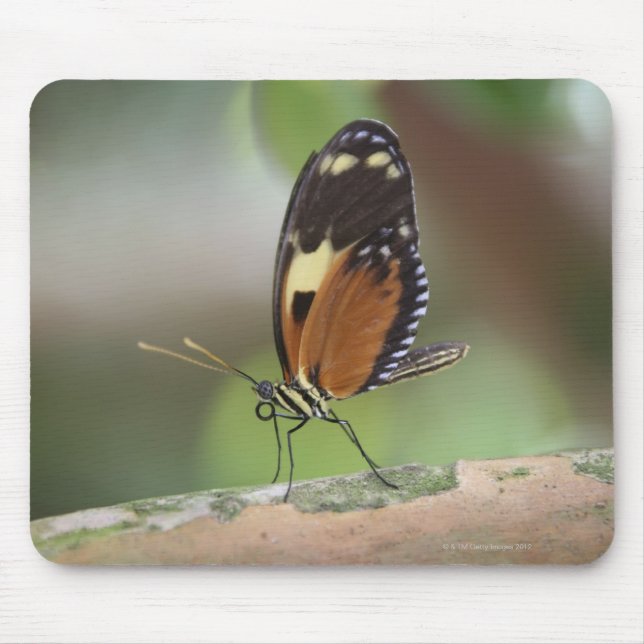 Schmetterlingsmakro Mousepad (Vorne)