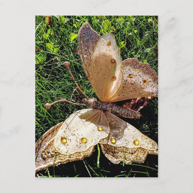 SchmetterlingsNatur Postkarte (Vorderseite)
