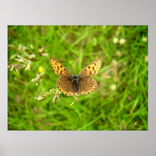 Schmetterlingsposter Kupferfalter mit violettem Ra Poster