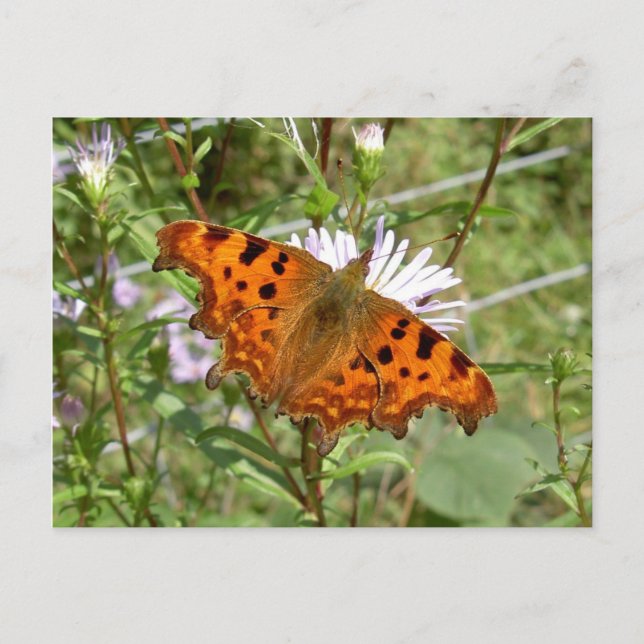 Schmetterlingspostkarte - Komma Postkarte (Vorderseite)