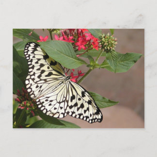 Schmetterlingspostkarte Postkarte