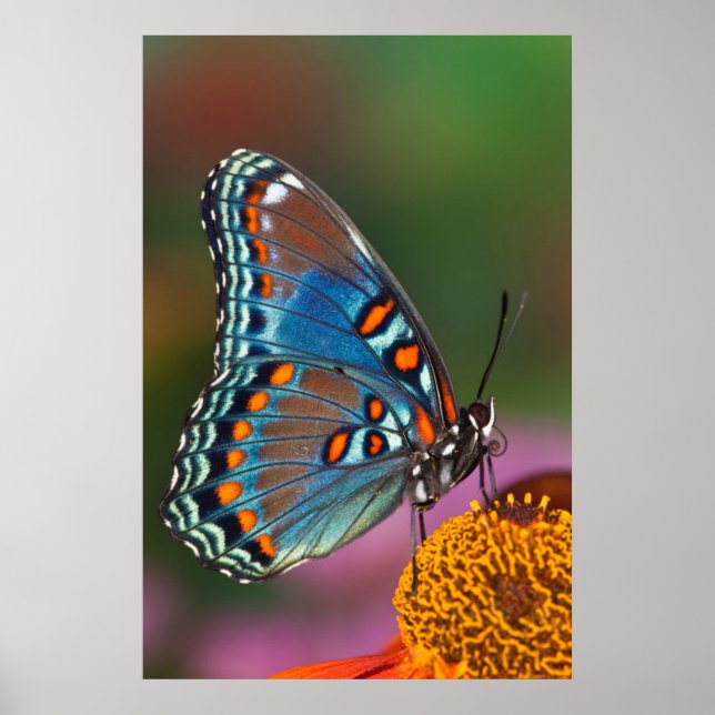 Schmetterlingsprofil auf einer Blume Poster (Vorne)