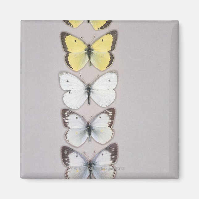 Schmetterlingsreihe Magnet (Vorne)