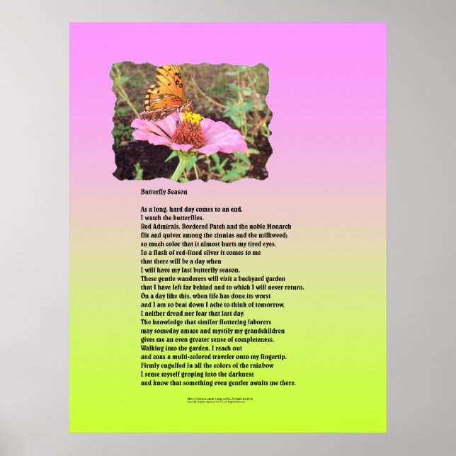 Schmetterlingssaison Poster (Vorne)