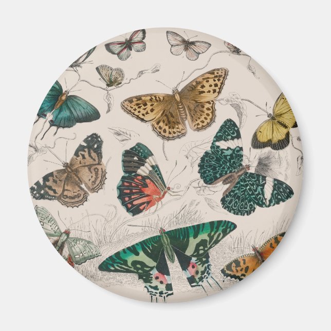 Schmetterlingssammlung antike Aquarellbutter Magnet (Vorne)