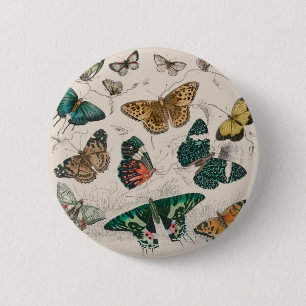 Schmetterlingssammlung antike Aquarellkunst Schmet Button