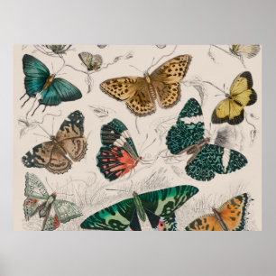 Schmetterlingssammlung antike Aquarellkunst Schmet Poster