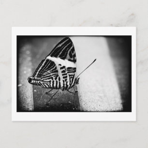 Schmetterlingsüberquerung Postkarte