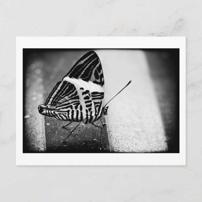 Schmetterlingsüberquerung Postkarte (Vorderseite)