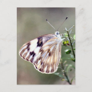 Schmetterlingsweiße Fotos Postkarte