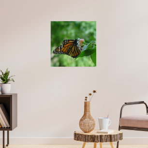 Schmetternde Monarchschmetterlinge auf Blume Poster