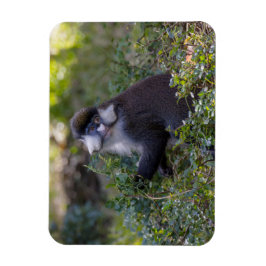 Schmidts fleckiger Affe Magnet