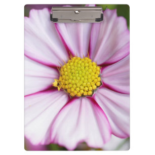 Schmuckkörbchen (Bidens formosa) Klemmbrett