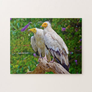 Schmutzgeier - Greifvogel.