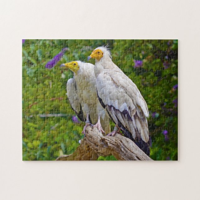 Schmutzgeier - Greifvogel. (Horizontal)