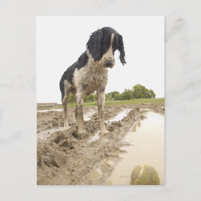 Schmutziger Hund, der den Tennisball im Schlamm be Postkarte (Vorderseite)