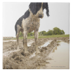 Schmutziger Hund, der Tennisball im Schlamm Fliese