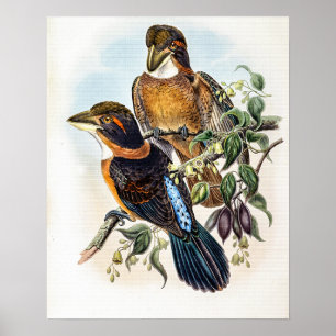 Schnabelscherfel-Eisvogel von John Gould Poster