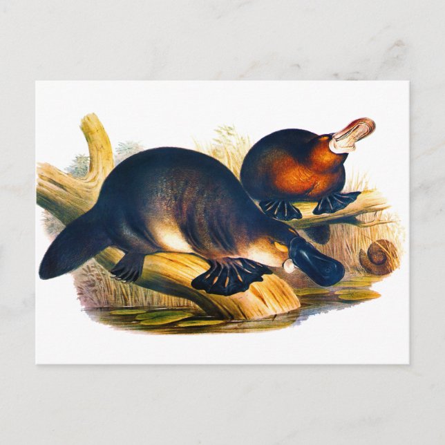 Schnabeltier Postkarte (Vorderseite)