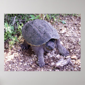 Schnappschildkröte 1 poster