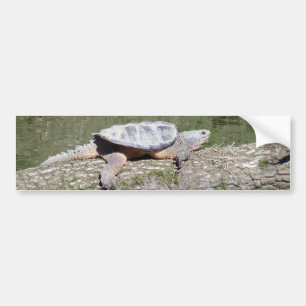 Schnappschildkröte Autoaufkleber