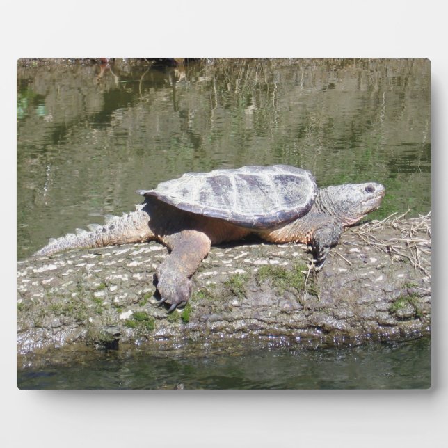 Schnappschildkröte Fotoplatte (Vorderseite)